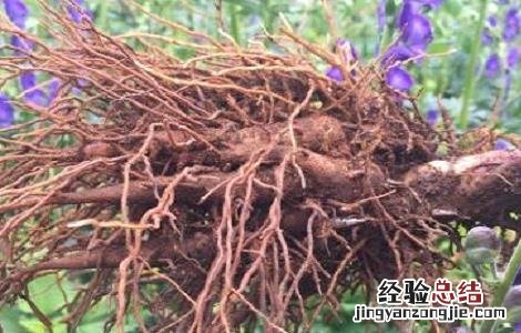 草乌的功效与作用及禁忌症 草乌的功效与作用及禁忌