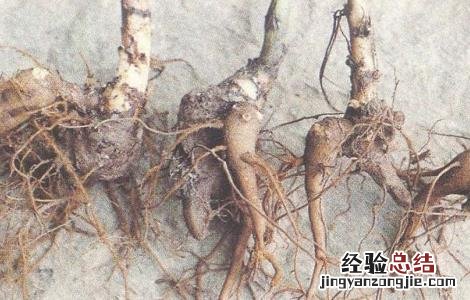草乌的功效与作用及禁忌症 草乌的功效与作用及禁忌