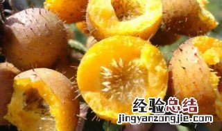 野刺梨怎么吃 野生刺梨的作用是什么