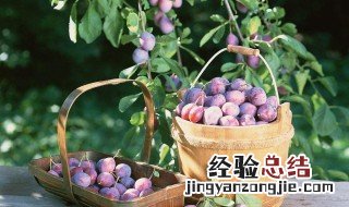 西梅种子怎么催芽 西梅种子盆栽如何催芽