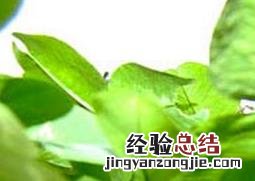 幸福草养殖注意事项 幸福草如何养殖