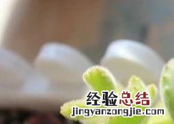 熊童子突然掉叶子怎么办 熊童子掉叶子怎么办