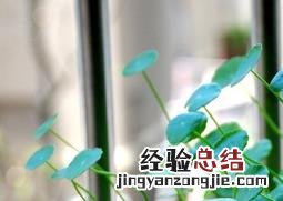 盆栽铜钱草的养殖方法 盆栽铜钱草的养殖方法和技巧