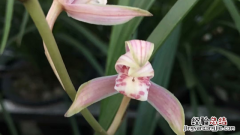 兰花一般什么时候开花? 兰花一般什么时候开花