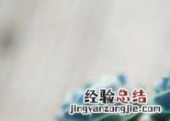子持莲华开花要剪掉吗 子持莲华的种植要铺石头吗