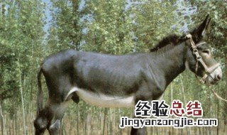 梦到毛驴是什么意思 毛驴是什么意思