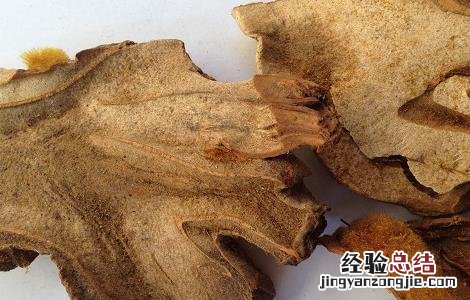 狗脊的功效和作用 狗脊的功效作用与主治