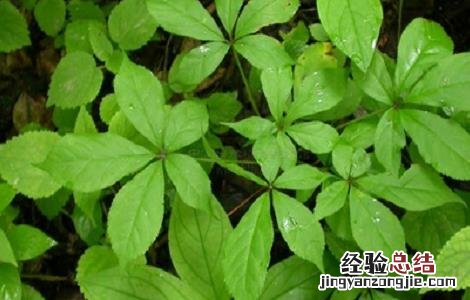 刺五加的功效与作用 刺五加的功效与作用和适用人群