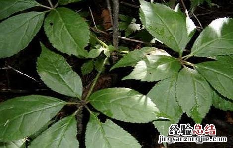 刺五加的功效与作用 刺五加的功效与作用和适用人群