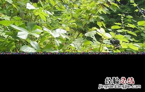 刺五加的功效与作用 刺五加的功效与作用和适用人群