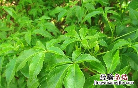 刺五加的功效与作用 刺五加的功效与作用和适用人群