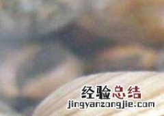 花蛤去沙小技巧 花蛤去沙小技巧加香油
