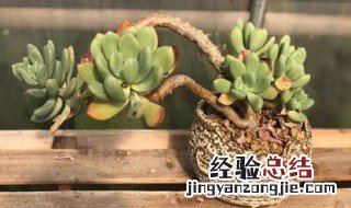 青星美人怎么养 青星美人怎么养才爆盆