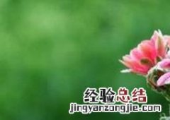 仙人球的养殖方法与注意事项 仙人球的养殖方法与注意事项视频