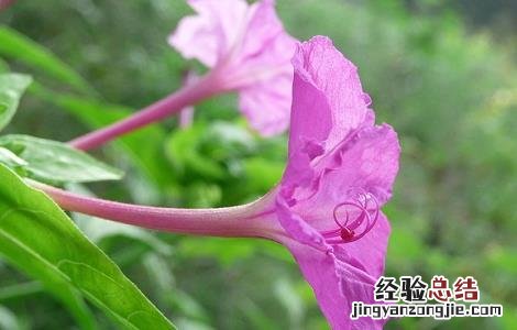 紫茉莉根的功效与作用 紫茉莉根的功效与作用 乳腺癌
