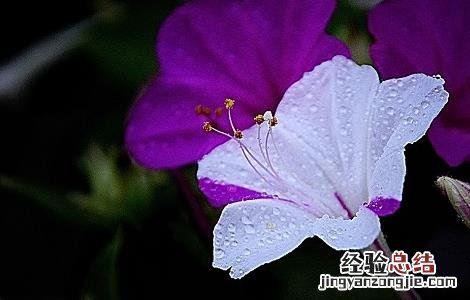 紫茉莉根的功效与作用 紫茉莉根的功效与作用 乳腺癌