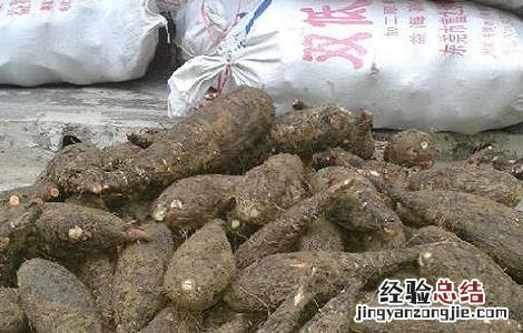 紫茉莉根的功效与作用 紫茉莉根的功效与作用 乳腺癌
