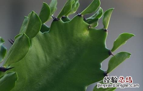 龙骨花的功效和作用及摆放禁忌 龙骨花的功效和作用及摆放禁忌图