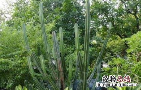 龙骨花的功效和作用及摆放禁忌 龙骨花的功效和作用及摆放禁忌图