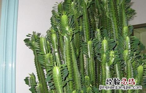龙骨花的功效和作用及摆放禁忌 龙骨花的功效和作用及摆放禁忌图