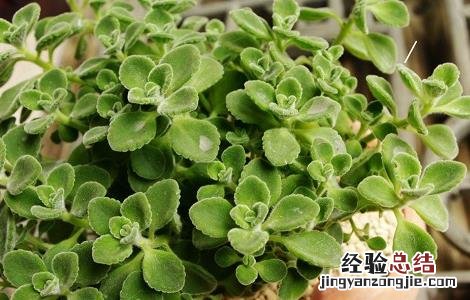 碰碰香的功效与作用 碰碰香的功效与作用及食用方法