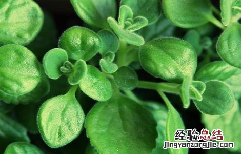 碰碰香的功效与作用 碰碰香的功效与作用及食用方法