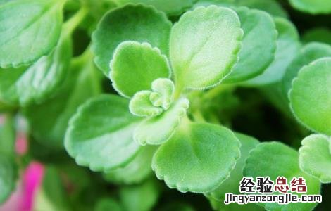碰碰香的功效与作用 碰碰香的功效与作用及食用方法