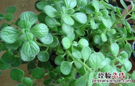 碰碰香的功效与作用 碰碰香的功效与作用及食用方法
