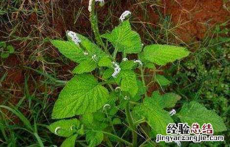 癞蛤蟆草的功效与作用