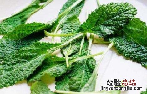 癞蛤蟆草的功效与作用
