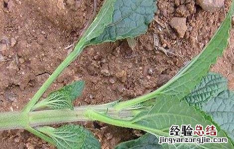 癞蛤蟆草的功效与作用
