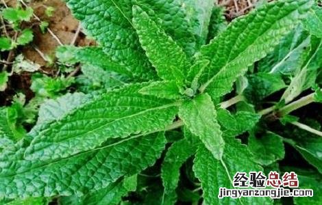 癞蛤蟆草的功效与作用