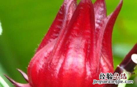 玫瑰茄的功效与作用 玫瑰茄的功效与作用能长期喝吗