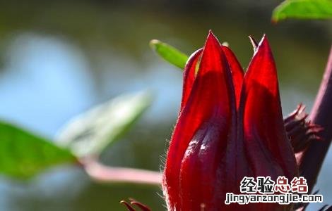 玫瑰茄的功效与作用 玫瑰茄的功效与作用能长期喝吗