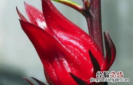 玫瑰茄的功效与作用 玫瑰茄的功效与作用能长期喝吗