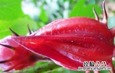 玫瑰茄的功效与作用 玫瑰茄的功效与作用能长期喝吗