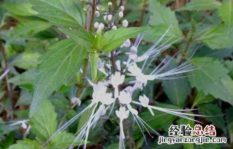 猫须草的正确服用方法 猫须草的正确服用方法以及副作用和禁忌