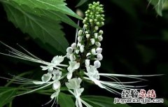 猫须草的正确服用方法 猫须草的正确服用方法以及副作用和禁忌