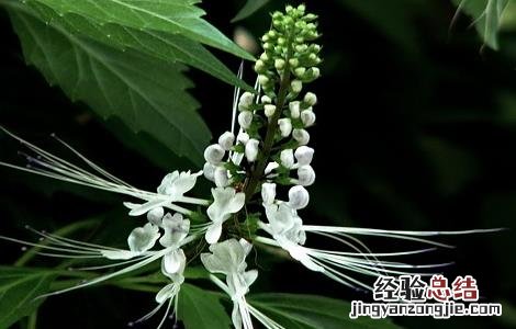 猫须草的正确服用方法 猫须草的正确服用方法以及副作用和禁忌