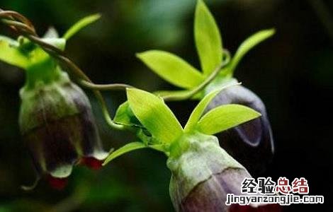 羊乳花的功效和作用 羊奶花的功效与作用
