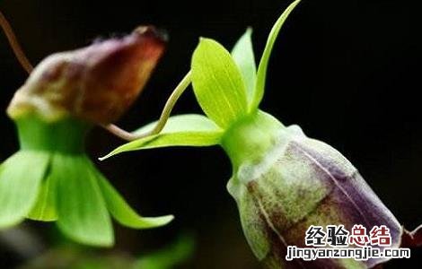 羊乳花的功效和作用 羊奶花的功效与作用