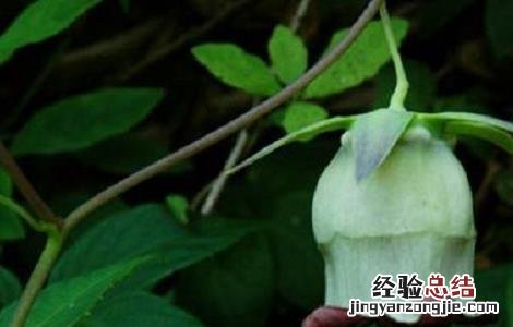 羊乳花的功效和作用 羊奶花的功效与作用