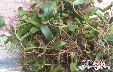 石串莲的功效与作用及养殖方法 石串莲的功效与作用及养殖方法图片
