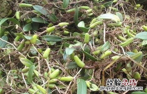 石串莲的功效与作用及养殖方法 石串莲的功效与作用及养殖方法图片