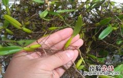 石串莲的功效与作用及养殖方法 石串莲的功效与作用及养殖方法图片