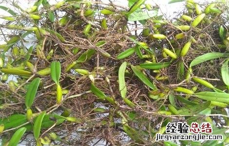 石串莲的功效与作用及养殖方法 石串莲的功效与作用及养殖方法图片