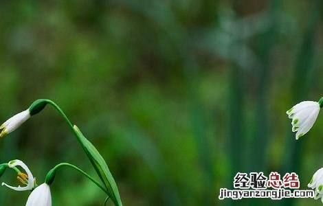 夏雪片莲的作用 夏雪片莲的作用与功效