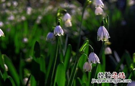 夏雪片莲的作用 夏雪片莲的作用与功效