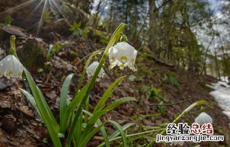 夏雪片莲的作用 夏雪片莲的作用与功效