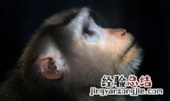猴子建筑师告诉我们一个什么道理? 猴子建筑师告诉我们一个什么道理呢